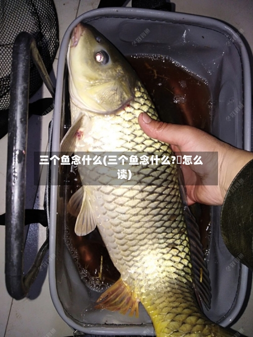 三个鱼念什么(三个鱼念什么?馫怎么读)