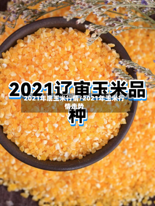 2021年底玉米行情/2021年玉米行情走势-第2张图片