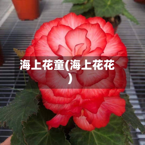 海上花童(海上花花)