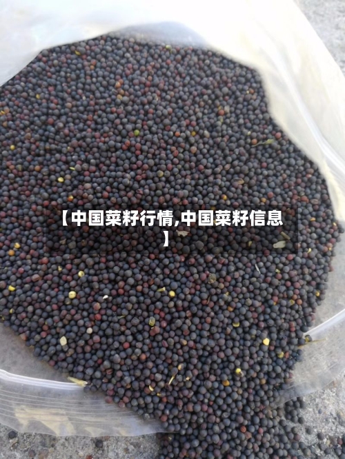 【中国菜籽行情,中国菜籽信息】