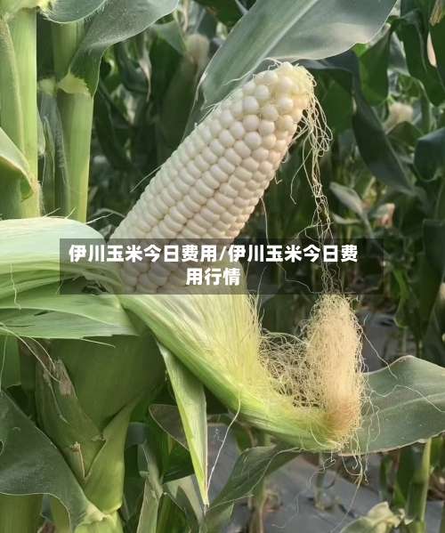 伊川玉米今日费用/伊川玉米今日费用行情
