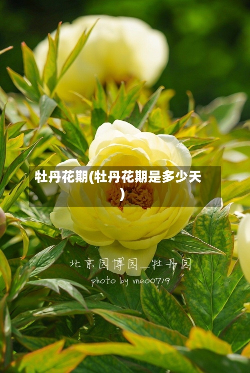 牡丹花期(牡丹花期是多少天)-第2张图片