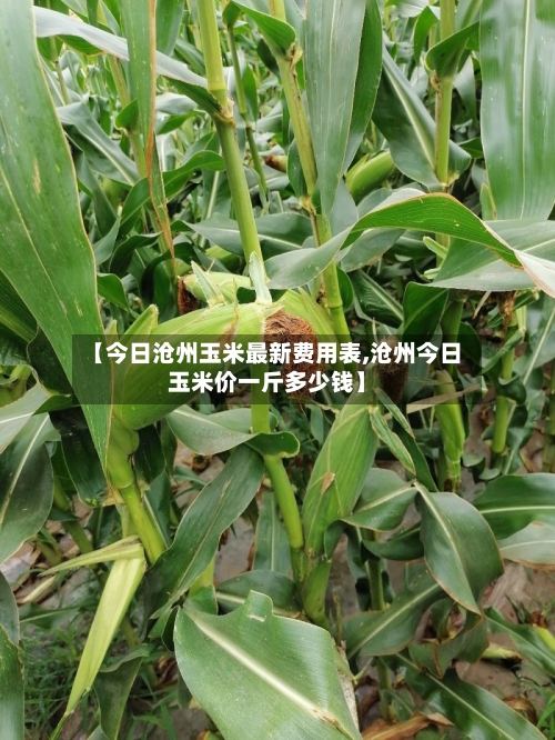 【今日沧州玉米最新费用表,沧州今日玉米价一斤多少钱】-第2张图片