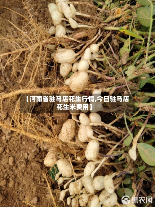 【河南省驻马店花生行情,今日驻马店花生米费用】-第2张图片