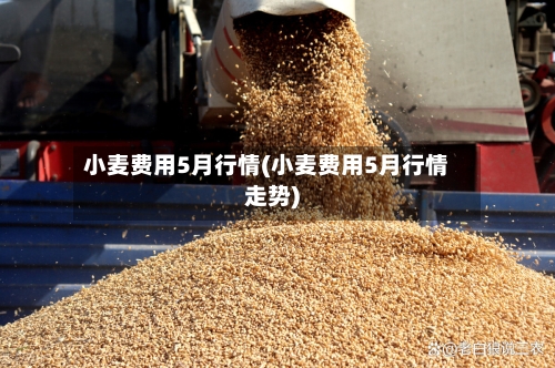 小麦费用5月行情(小麦费用5月行情走势)-第2张图片