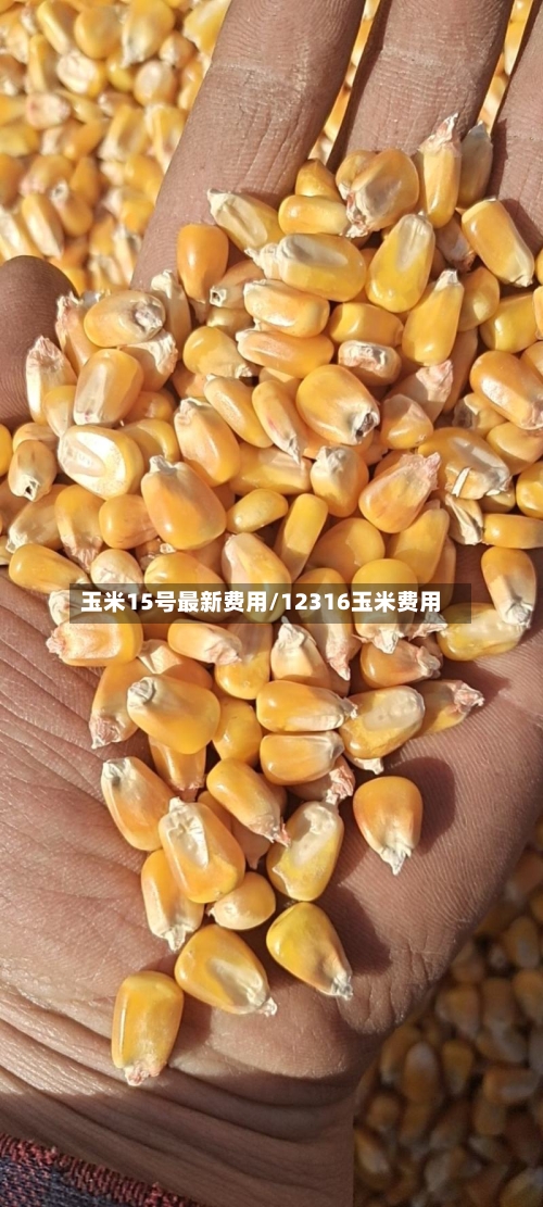 玉米15号最新费用/12316玉米费用