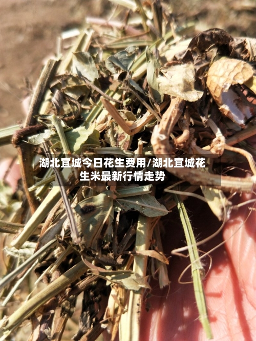 湖北宜城今日花生费用/湖北宜城花生米最新行情走势-第2张图片