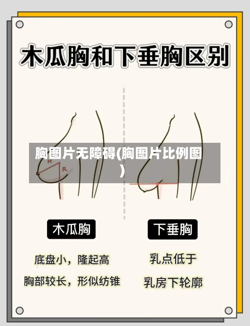 胸图片无障碍(胸图片比例图)-第2张图片