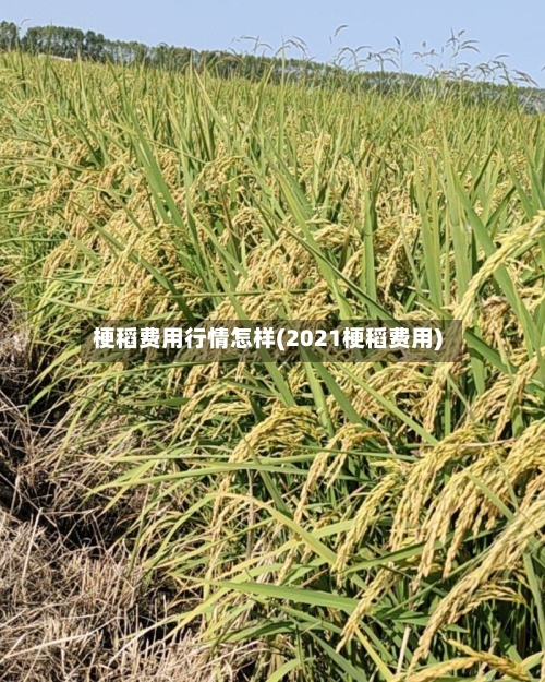 梗稻费用行情怎样(2021梗稻费用)