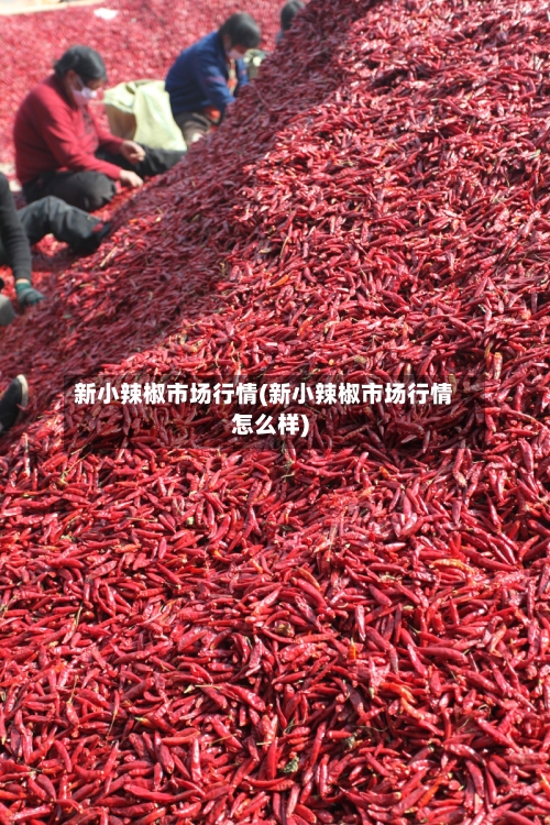 新小辣椒市场行情(新小辣椒市场行情怎么样)-第3张图片
