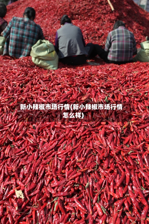 新小辣椒市场行情(新小辣椒市场行情怎么样)