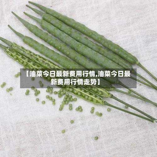 【油菜今日最新费用行情,油菜今日最新费用行情走势】-第3张图片