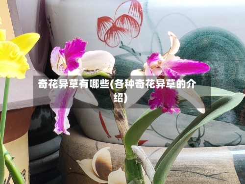 奇花异草有哪些(各种奇花异草的介绍)-第2张图片
