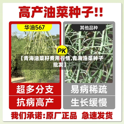 【青海油菜籽费用行情,青海油菜种子批发】