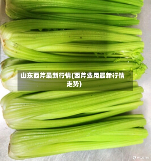 山东西芹最新行情(西芹费用最新行情走势)