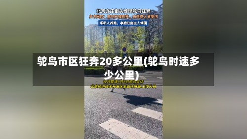 鸵鸟市区狂奔20多公里(鸵鸟时速多少公里)-第2张图片