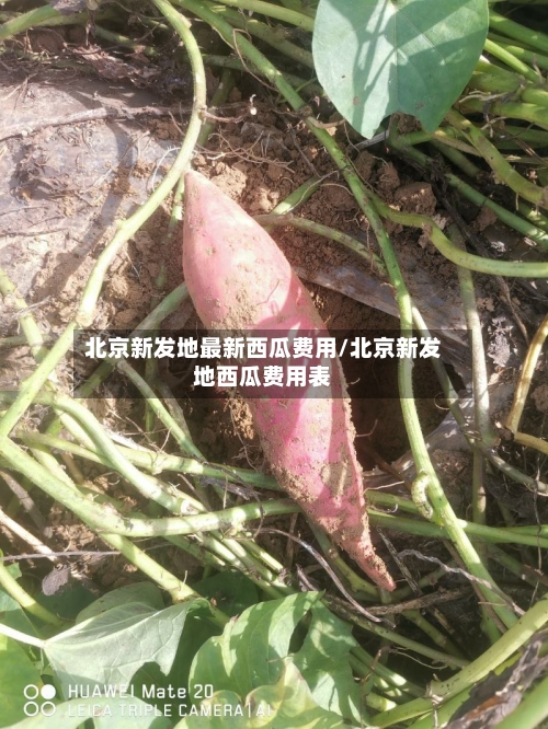 北京新发地最新西瓜费用/北京新发地西瓜费用表-第2张图片