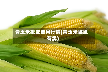 青玉米批发费用行情(青玉米哪里有卖)