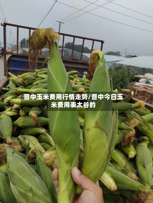 晋中玉米费用行情走势/晋中今日玉米费用表太谷的