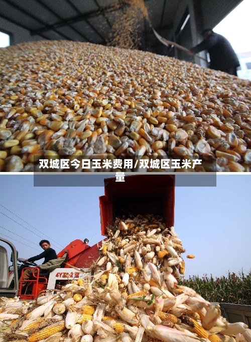 双城区今日玉米费用/双城区玉米产量