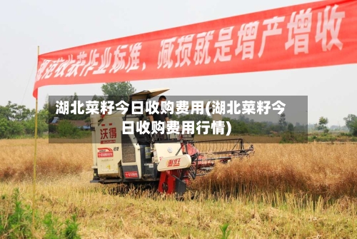 湖北菜籽今日收购费用(湖北菜籽今日收购费用行情)