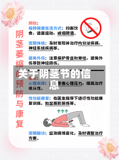 关于阴茎节的信息-第2张图片