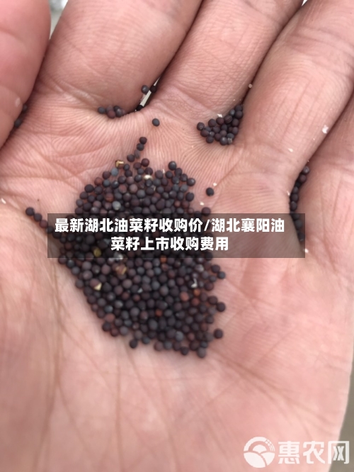 最新湖北油菜籽收购价/湖北襄阳油菜籽上市收购费用-第2张图片