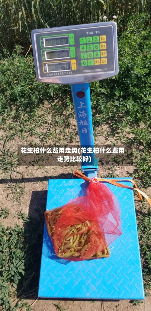 花生柏什么费用走势(花生柏什么费用走势比较好)-第2张图片