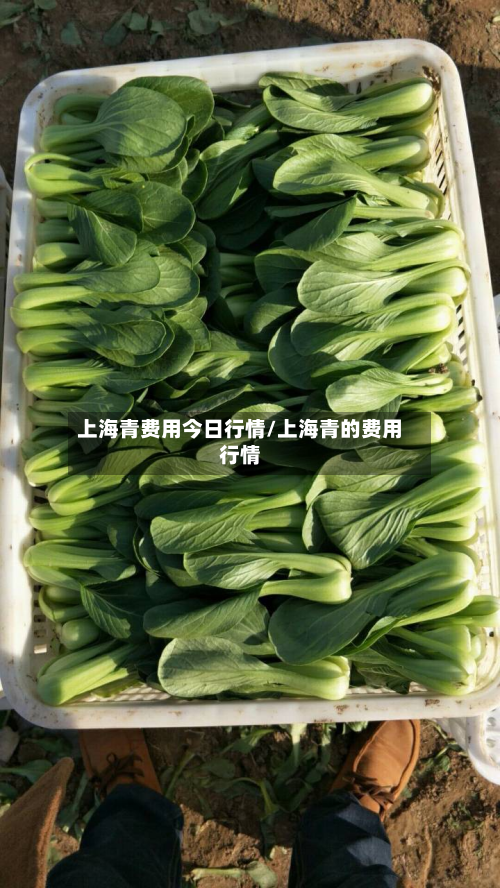 上海青费用今日行情/上海青的费用行情