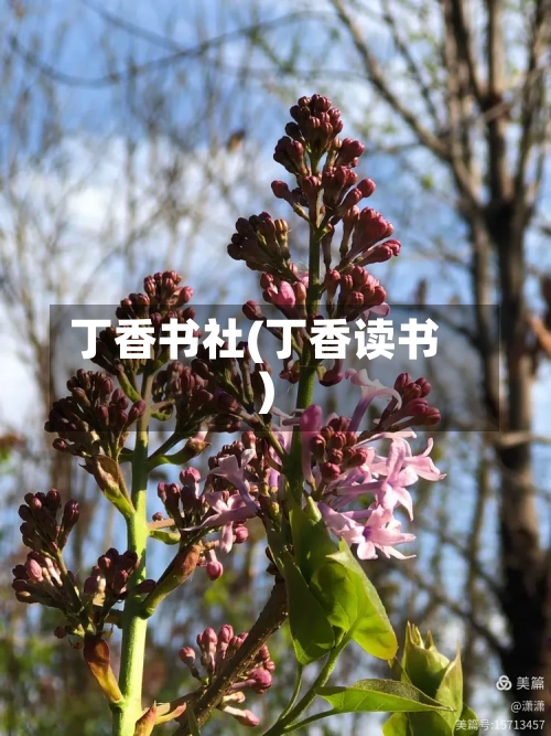 丁香书社(丁香读书)