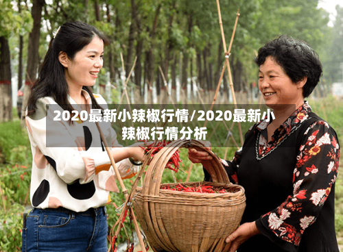 2020最新小辣椒行情/2020最新小辣椒行情分析