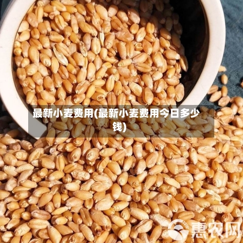 最新小麦费用(最新小麦费用今日多少钱)