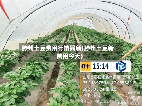 滕州土豆费用行情最新(滕州土豆新费用今天)-第2张图片