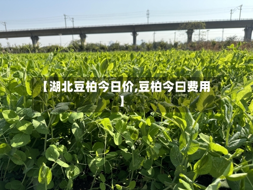 【湖北豆柏今日价,豆柏今曰费用】-第3张图片