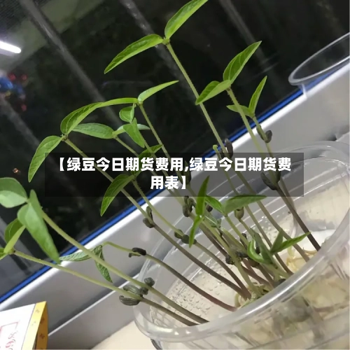 【绿豆今日期货费用,绿豆今日期货费用表】