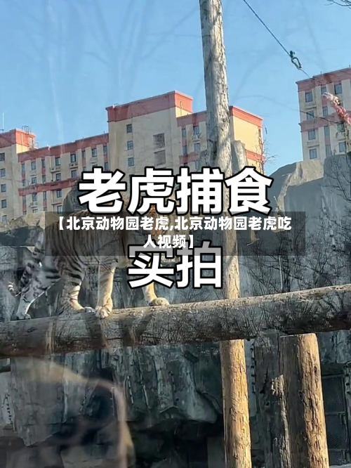 【北京动物园老虎,北京动物园老虎吃人视频】