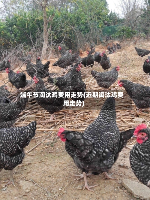 端午节淘汰鸡费用走势(近期淘汰鸡费用走势)-第2张图片