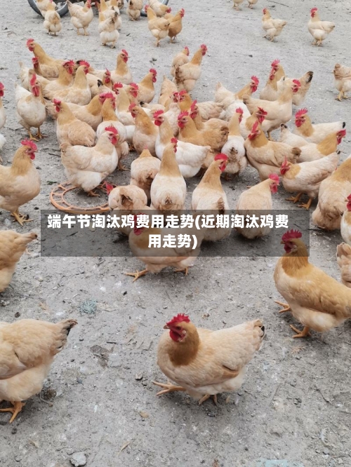 端午节淘汰鸡费用走势(近期淘汰鸡费用走势)