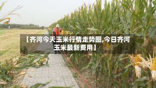 【齐河今天玉米行情走势图,今日齐河玉米最新费用】