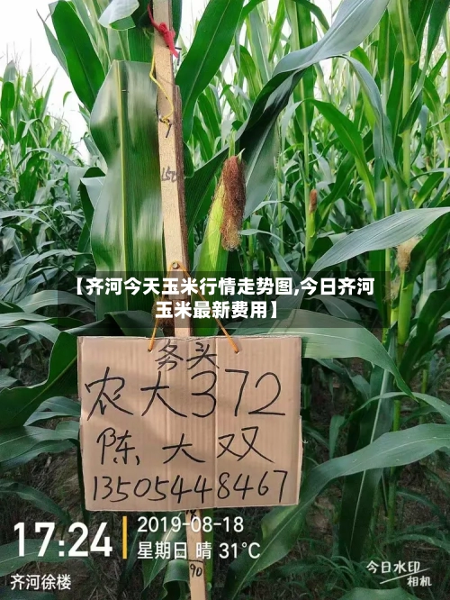 【齐河今天玉米行情走势图,今日齐河玉米最新费用】-第3张图片