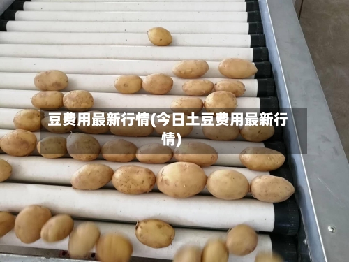 豆费用最新行情(今日土豆费用最新行情)