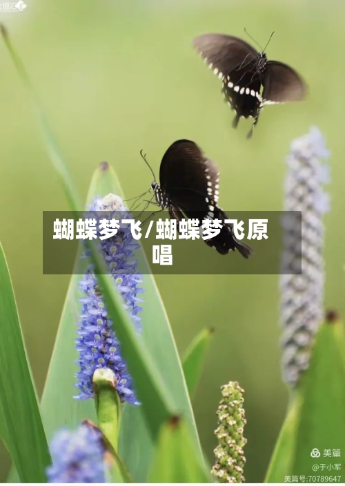 蝴蝶梦飞/蝴蝶梦飞原唱