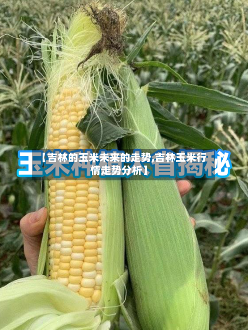 【吉林的玉米未来的走势,吉林玉米行情走势分析】-第2张图片