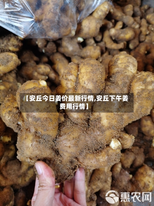 【安丘今日姜价最新行情,安丘下午姜费用行情】