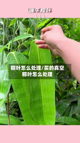 粽叶怎么处理/买的真空粽叶怎么处理