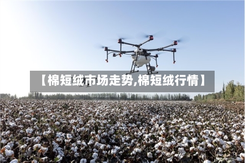 【棉短绒市场走势,棉短绒行情】