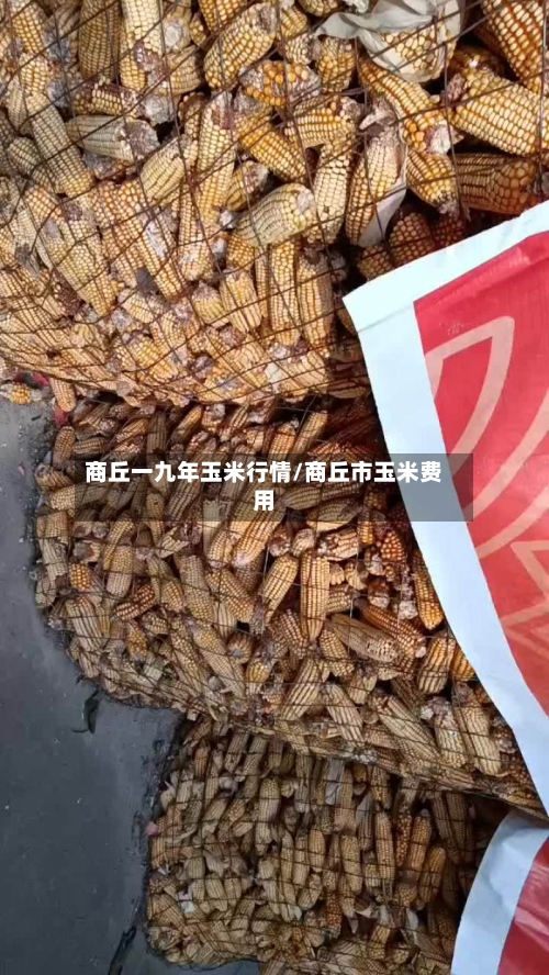商丘一九年玉米行情/商丘市玉米费用