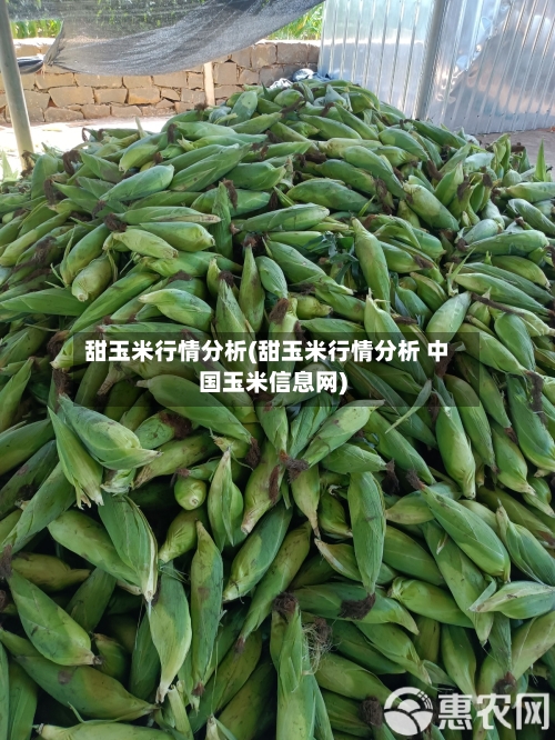甜玉米行情分析(甜玉米行情分析 中国玉米信息网)